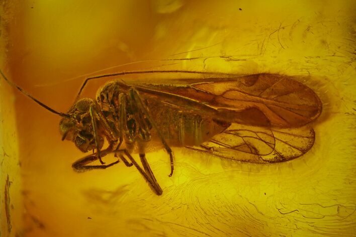 Detailed Fossil Barklouse (Psocoptera) In Baltic Amber #173676